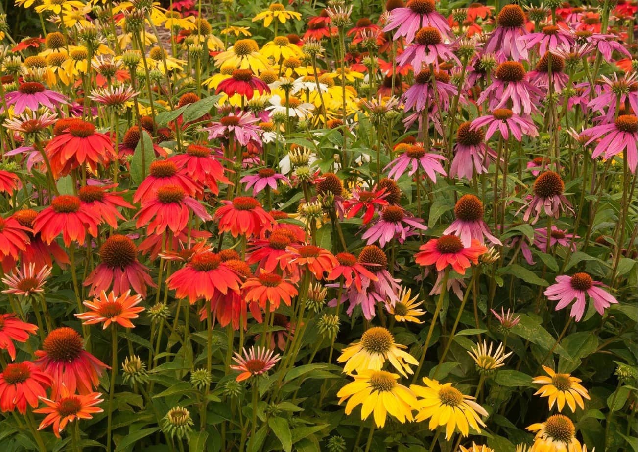 Echinacea Image