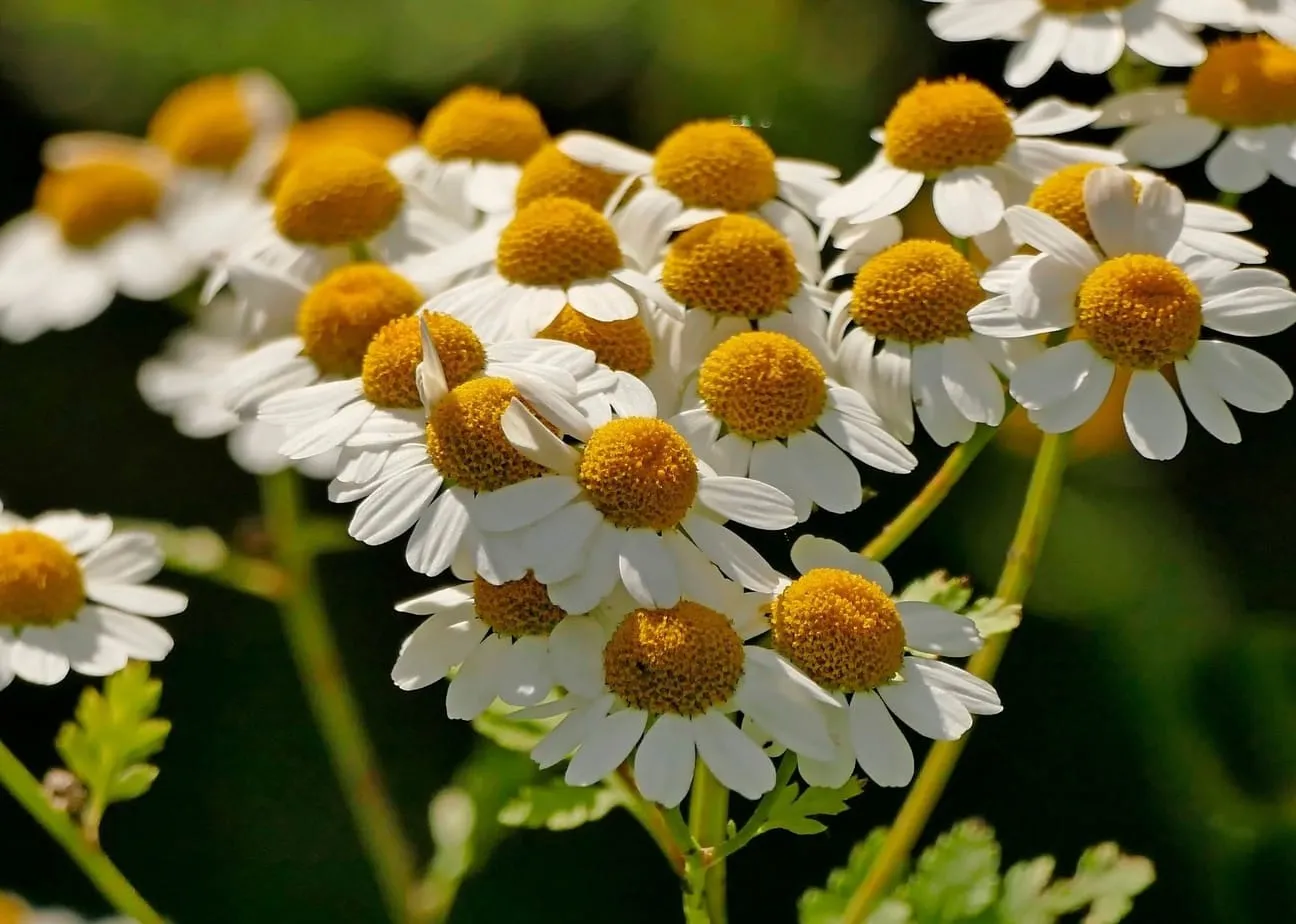 Feverfew image