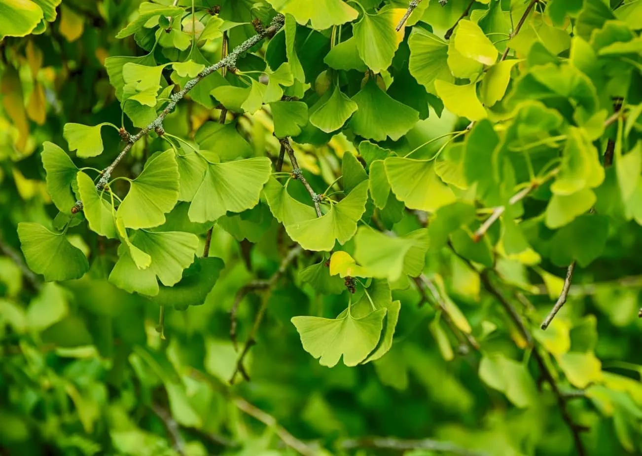 Gingko-Biloba Image