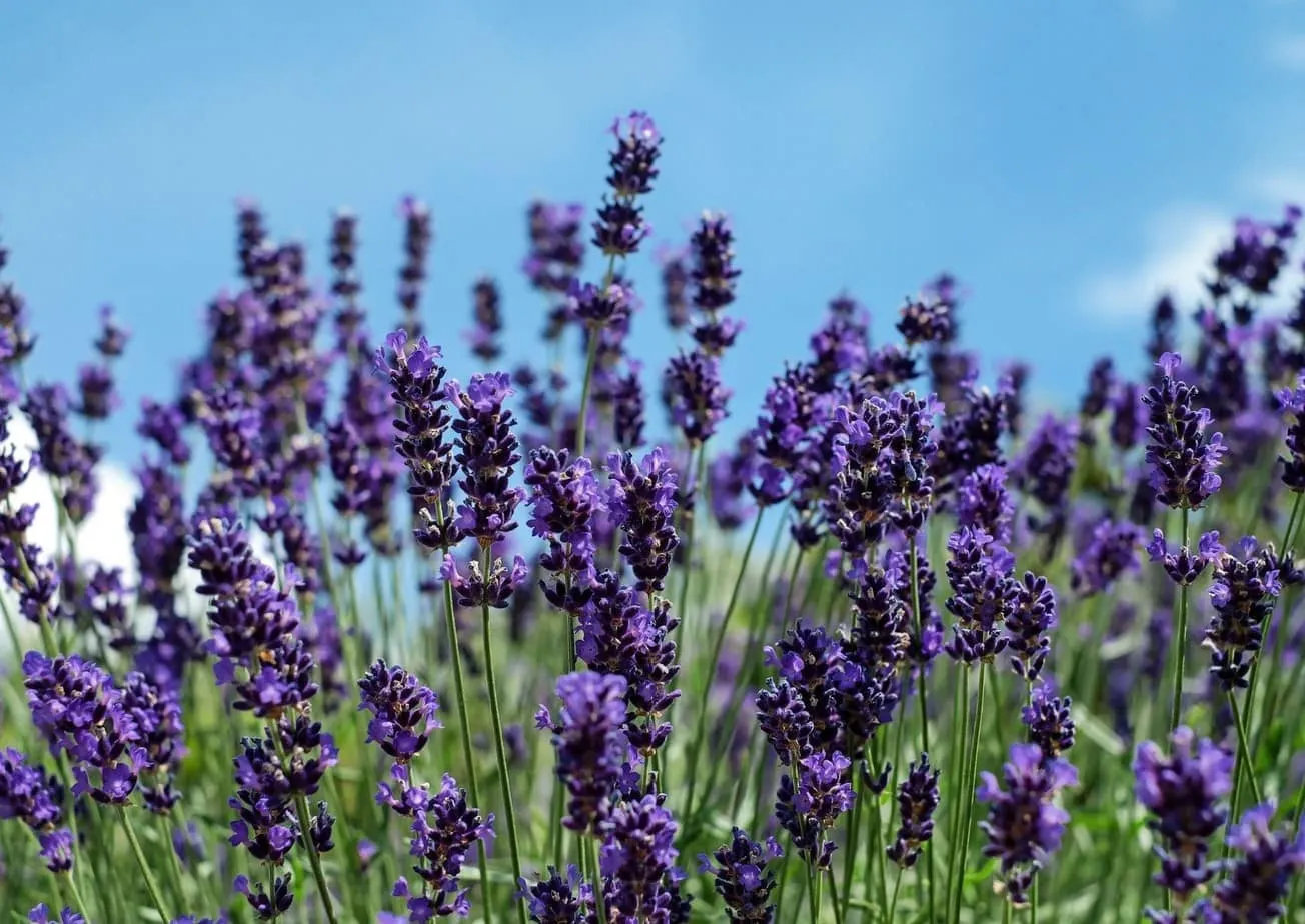 Lavender image